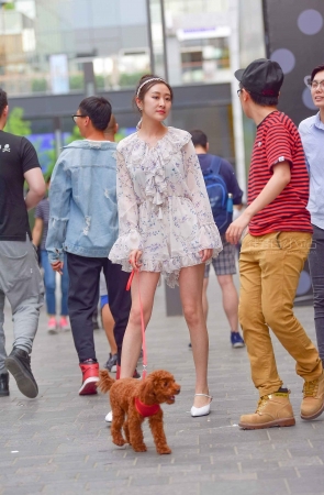搭讪养泰迪的美女